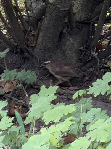 Carolina Wren