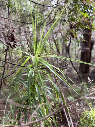 Dracophyllum sinclairii, photograph 5