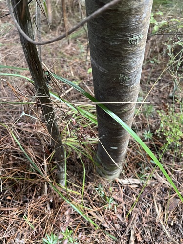 Dracophyllum sinclairii, photograph 6