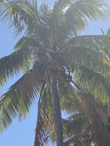coconut palm