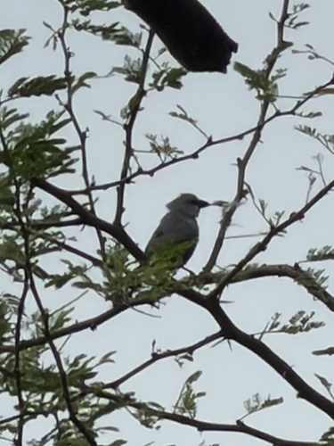 Estrilda caerulescens, 2026-09-20