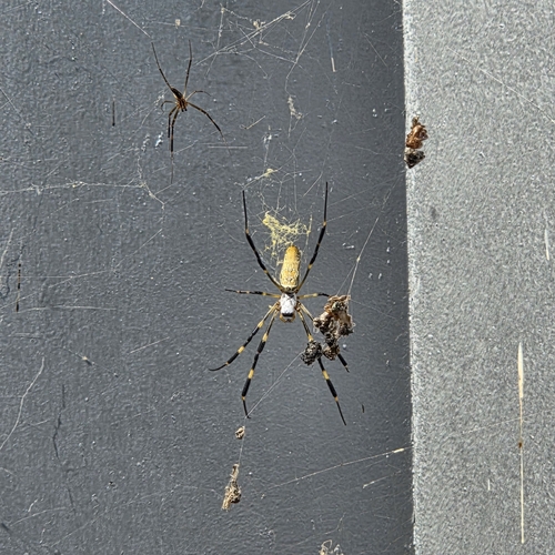 Joro Spider