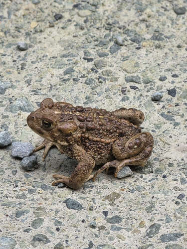 Western Toad