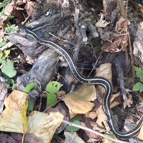 Common Garter Snake