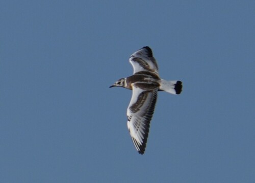 Black-headed Gull