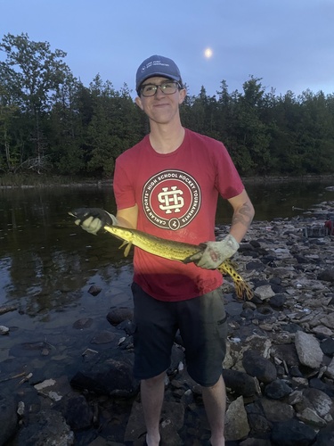 Longnose Gar