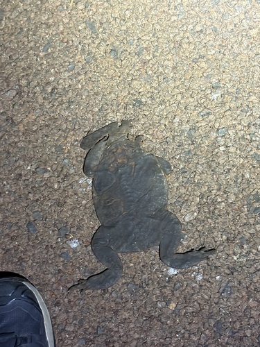 Cane Toad
