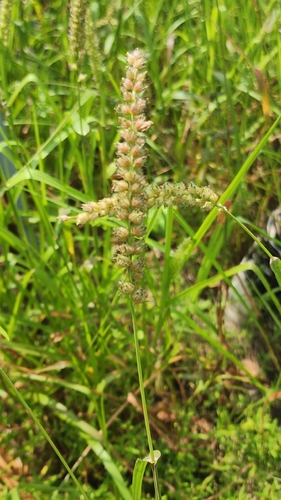 Southern Sandbur