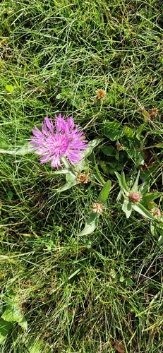 Brown Knapweed