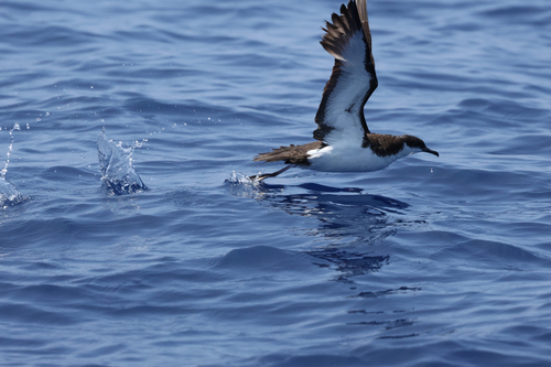 Puffinus auricularis observed 2026-09-18