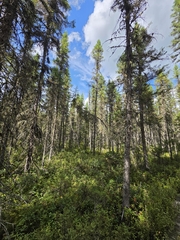 Picea mariana