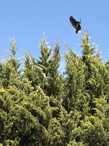 Yellow-tailed Black Cockatoo
