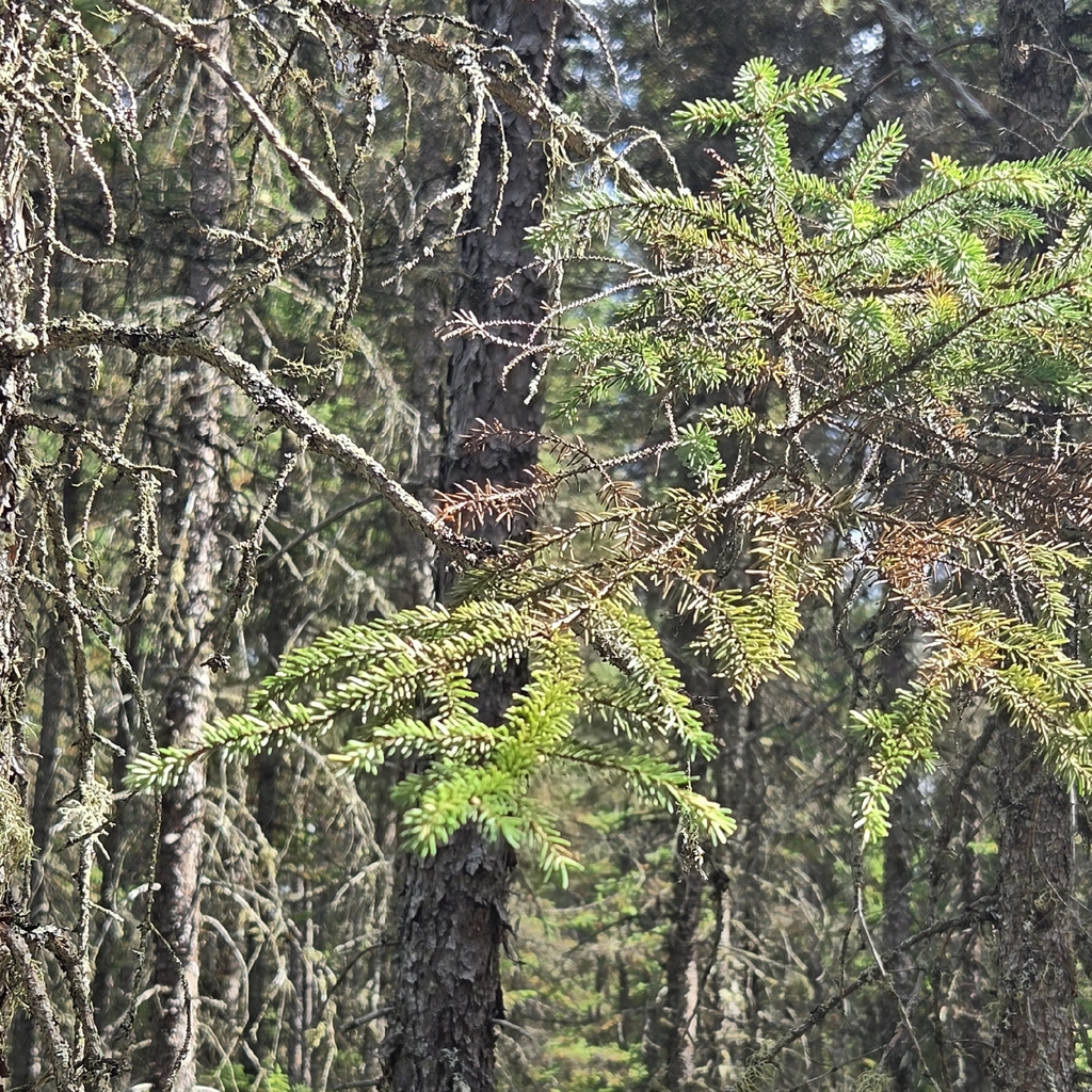 Picea mariana; photograph (c) Russell Parsons, some rights reserved (CC BY)