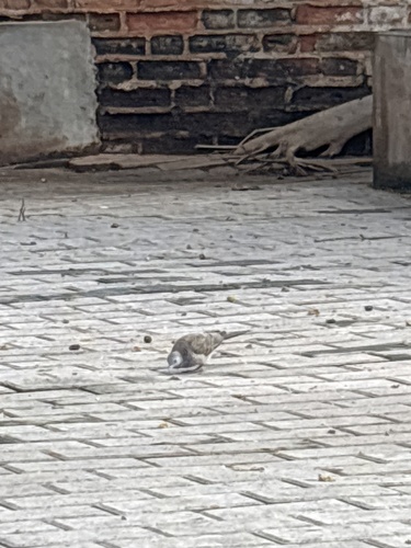 Zebra Dove