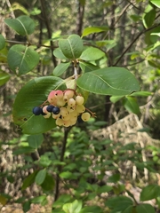 Viburnum cassinoides, photograph (c) Russell Parsons, some rights reserved (CC BY)