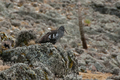 Bostrychia carunculata