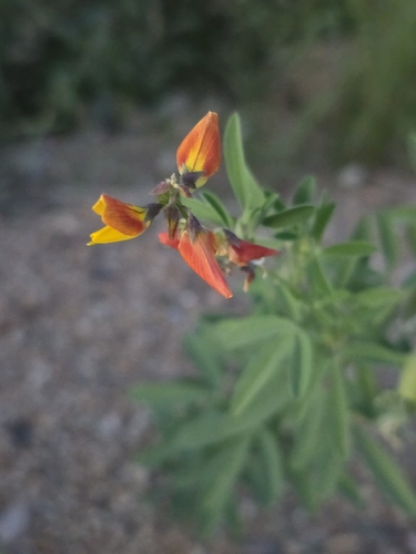 low rattlebox
