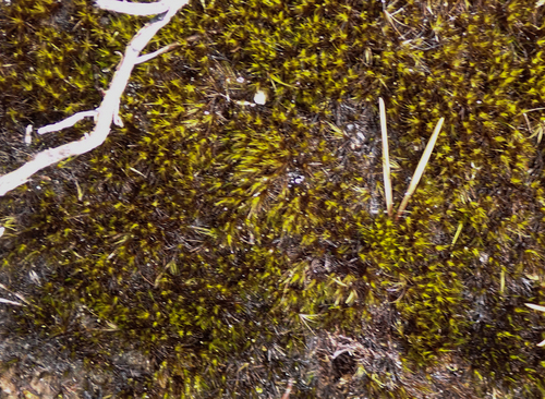 Campylopus atrovirens observed 2026-09-20