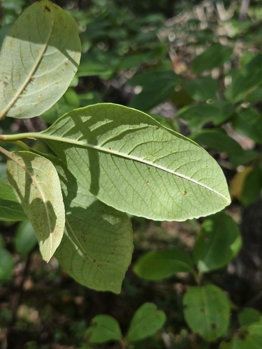 Viburnum cassinoides, photograph 3