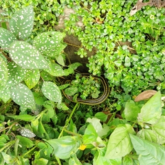 Dendrophidion bivittatus