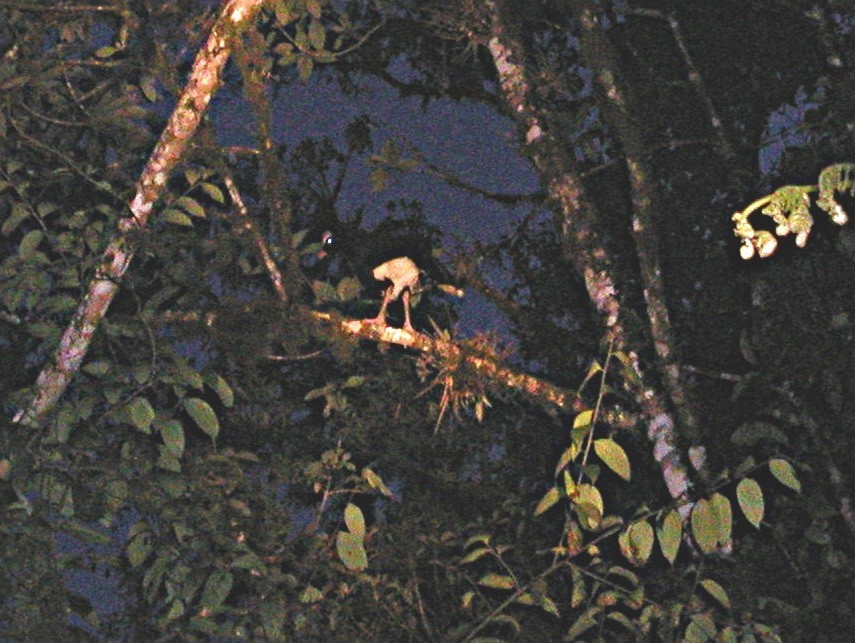 Helmeted Curassow illustration