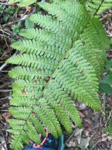 male fern