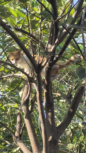 Domestic Cat