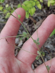Lespedeza procumbens, photograph author not stated, no rights reserved