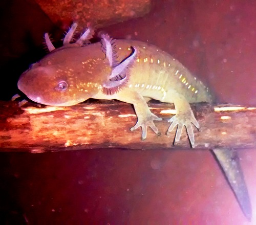 Michoacan Stream Salamander