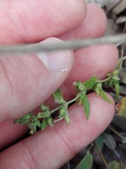 Hedeoma pulegioides