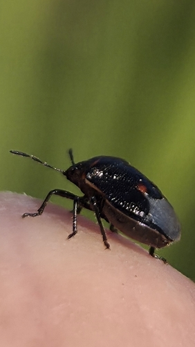 Twice-stabbed Stink Bug