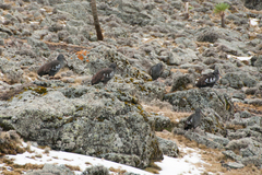 Bostrychia carunculata