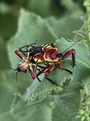 Yellow-bellied Bee Assassin