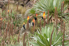 Onychognathus tenuirostris