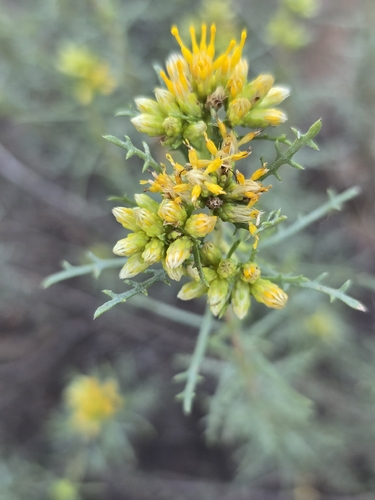 burroweed