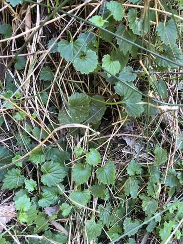 Lobelia trigonocaulis observed 2026-09-21
