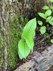 Cypripedium parviflorum