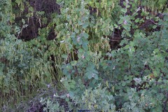 Coronilla valentina glauca