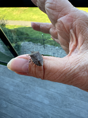 Brown Marmorated Stink Bug