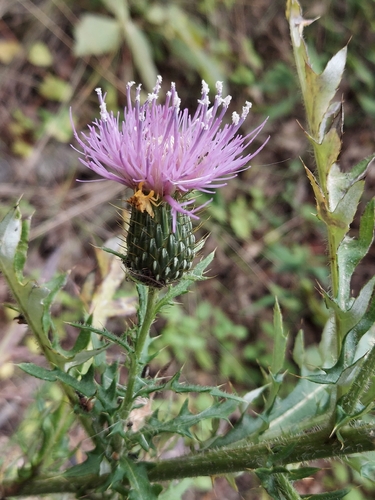 Cirsium discolor, photograph 6