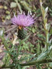 Cirsium discolor, photograph author not stated, no rights reserved