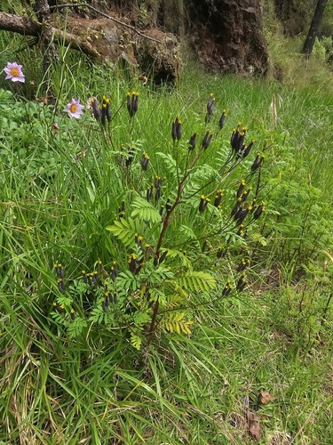 Tagetes foetidissima
