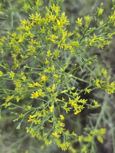 sticky snakeweed