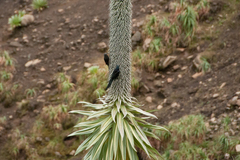 Onychognathus tenuirostris