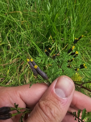 Tagetes foetidissima, photograph 2