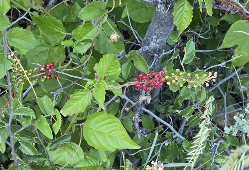 pigeonberry
