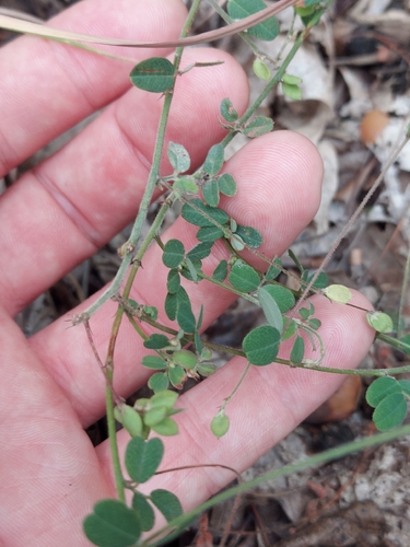 Lespedeza procumbens, photograph 3