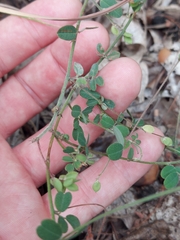 Lespedeza procumbens, photograph author not stated, no rights reserved
