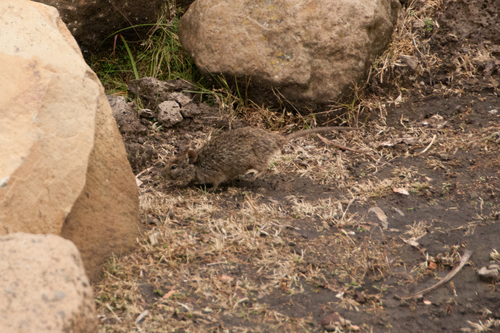 Ethiopian Arvicanthis