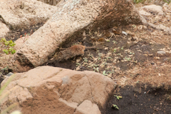 Arvicanthis abyssinicus